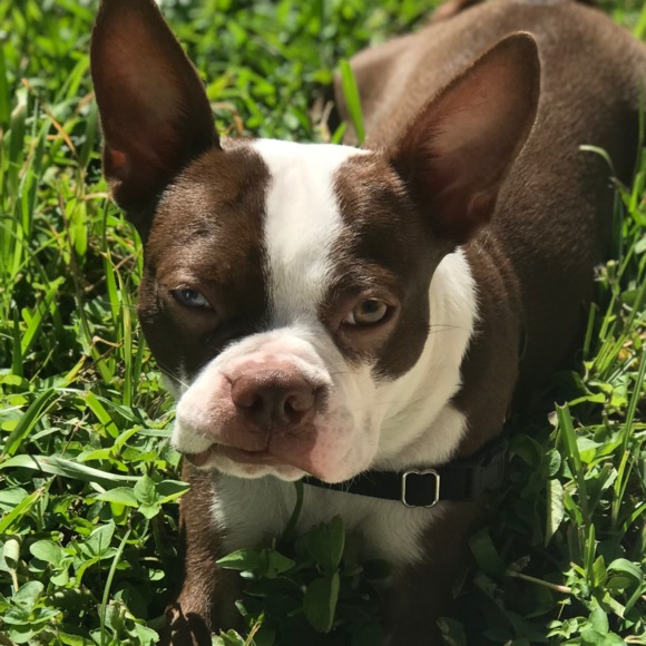 aggie827